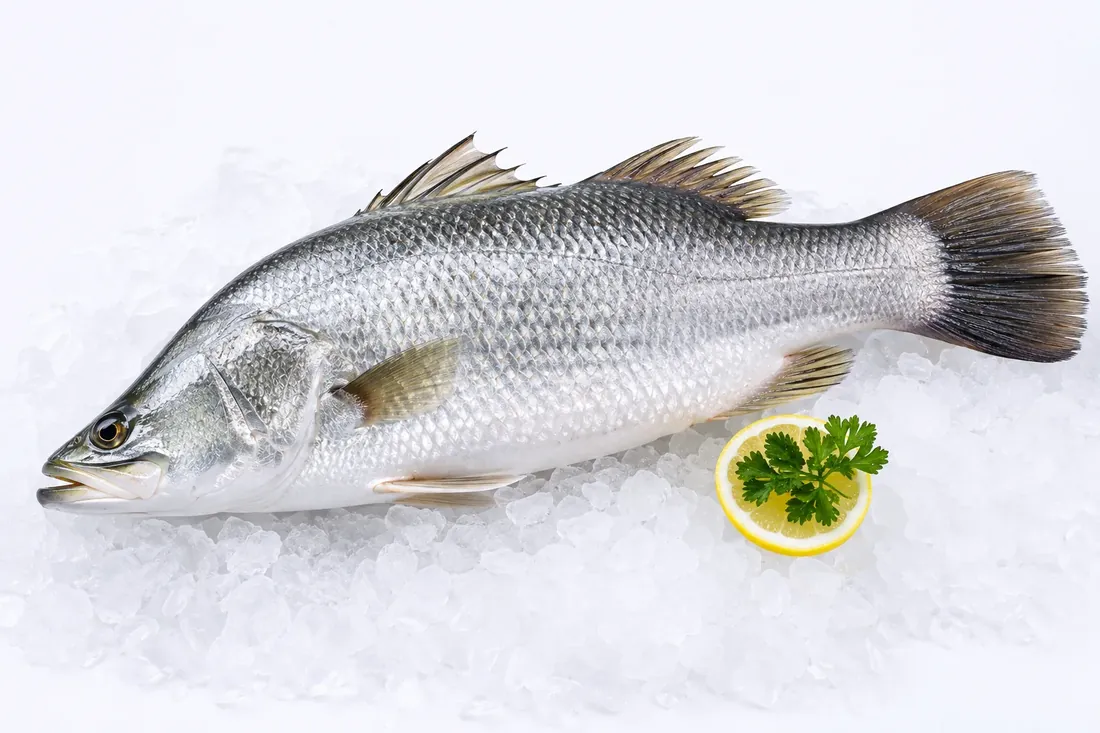Whole Barramundi sea bass presented on crushed ice with lemon and parsley.