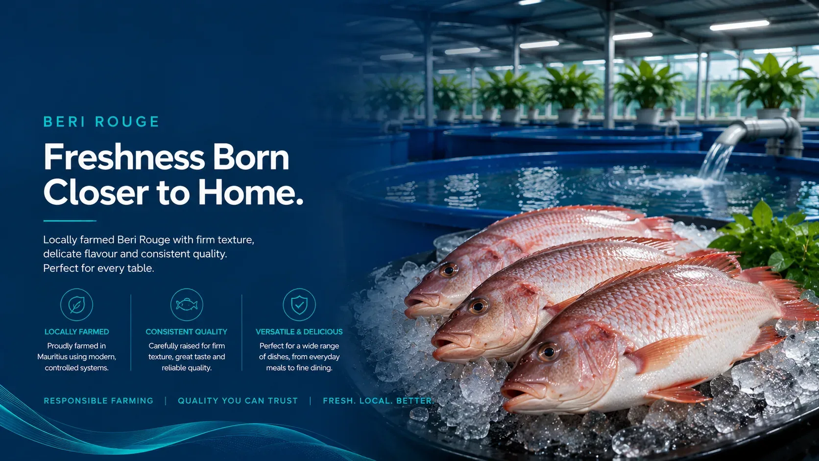 Beri Rouge — freshness born closer to home. Fresh Beri Rouge on ice beside a controlled aquaculture tank.