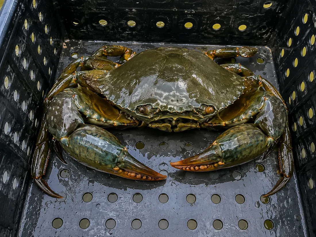 A mud crab inside its individual perforated culture crate.