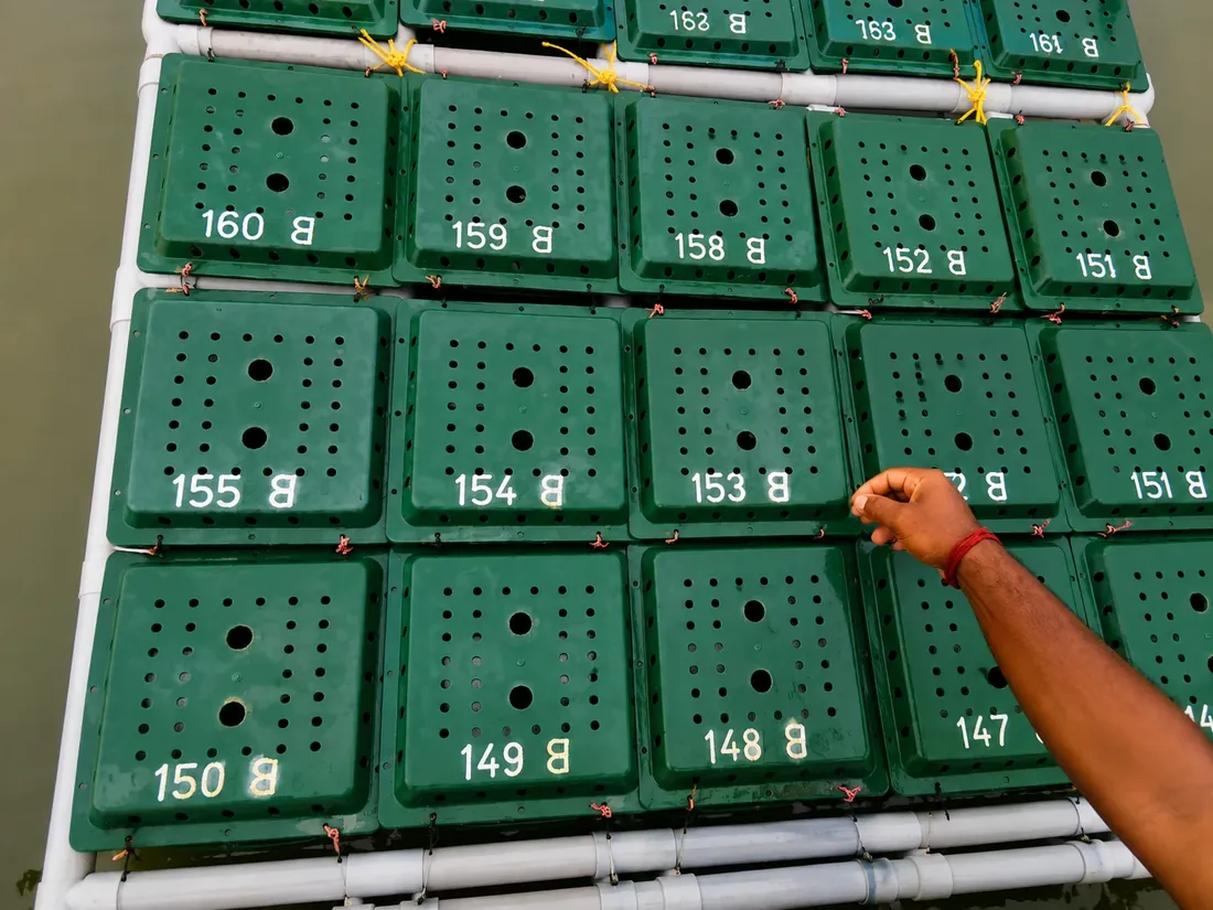 Numbered green culture boxes floating side by side, each housing a single crab.